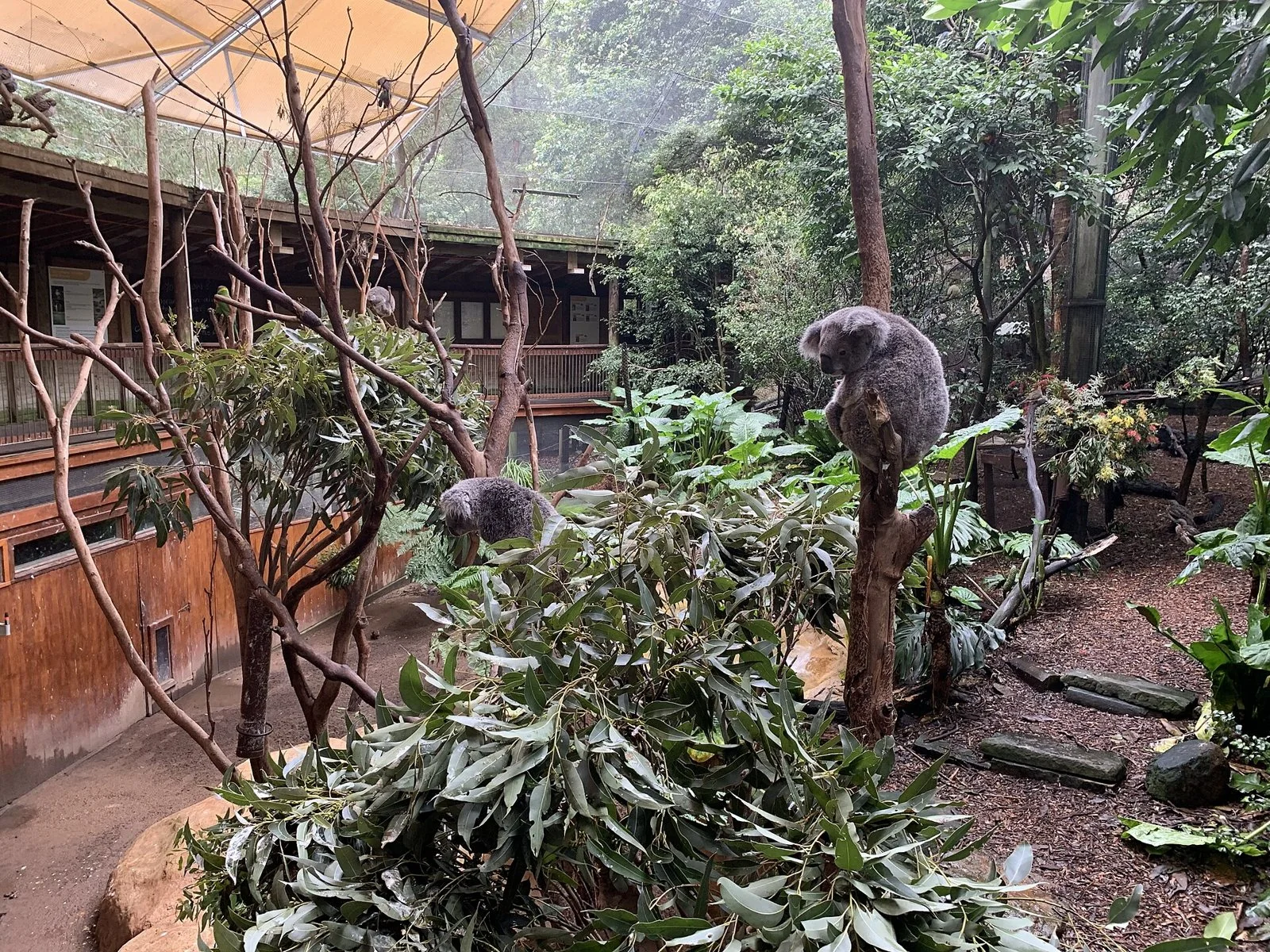 Koalas in the eucalypts at the Blackbutt Reserve wildlife exhibit