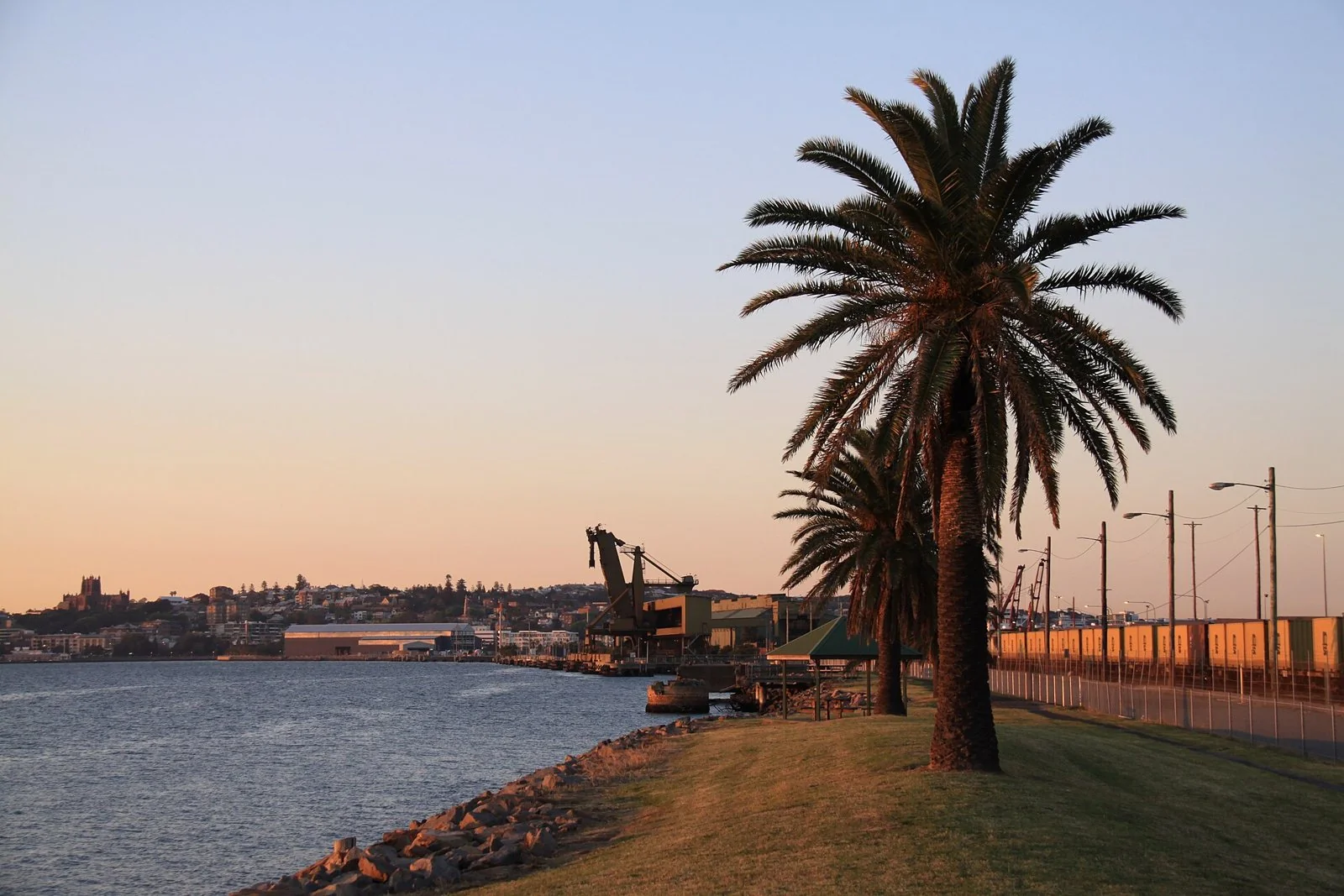 Palm trees on the Carrington Foreshore at dusk, looking across the harbour