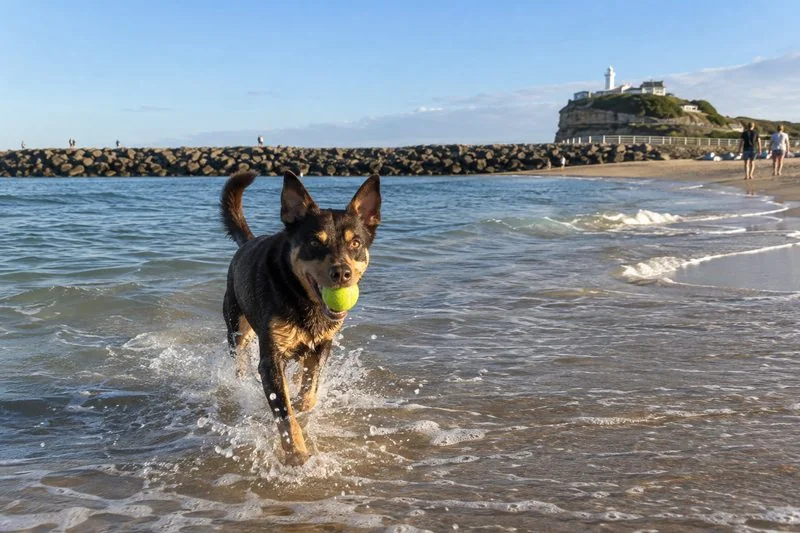 A kelpie running through the shallows with a ball, a breakwall and lighthouse behind
