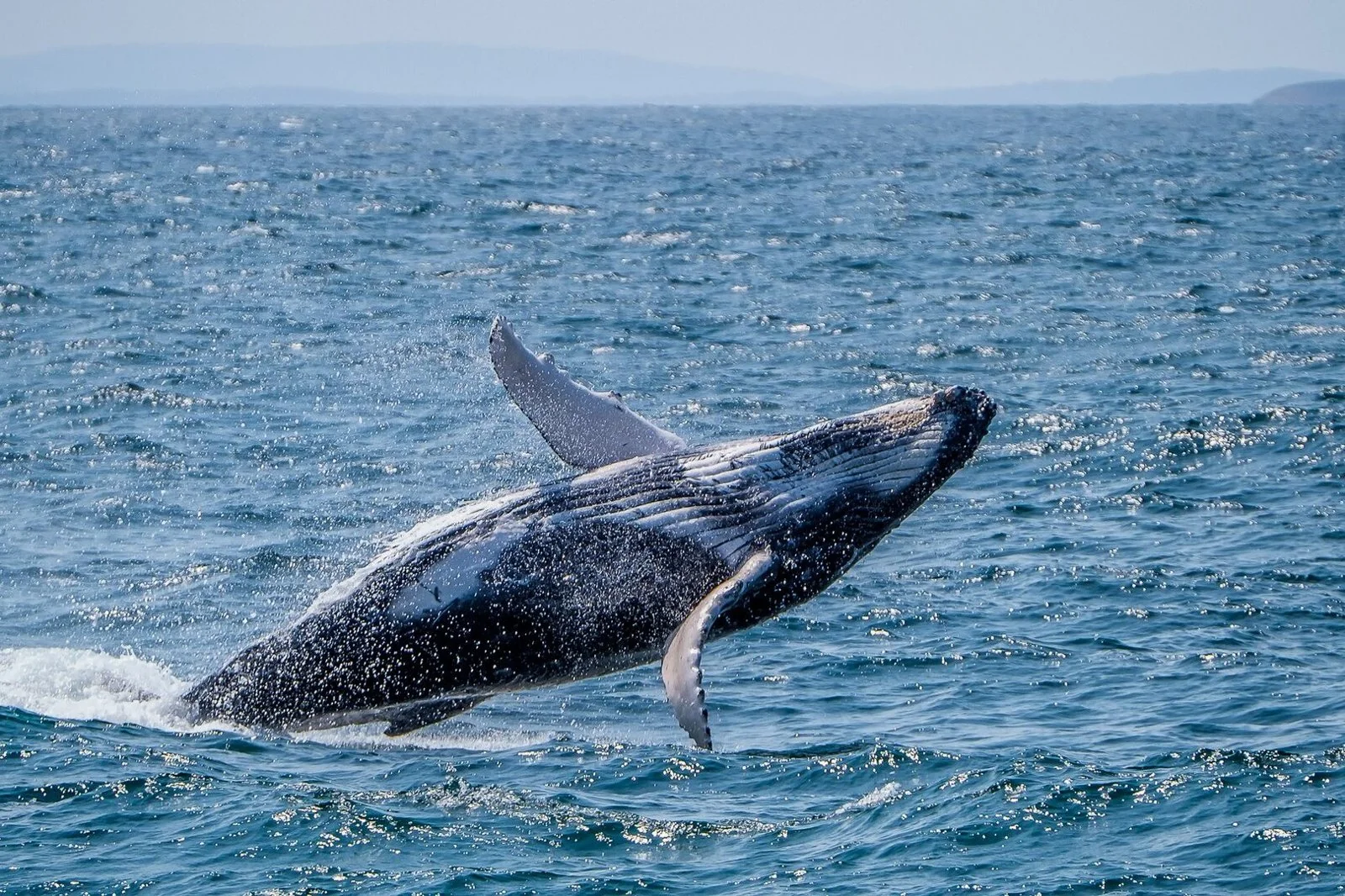 A humpback whale breaching off Port Stephens, north of Newcastle