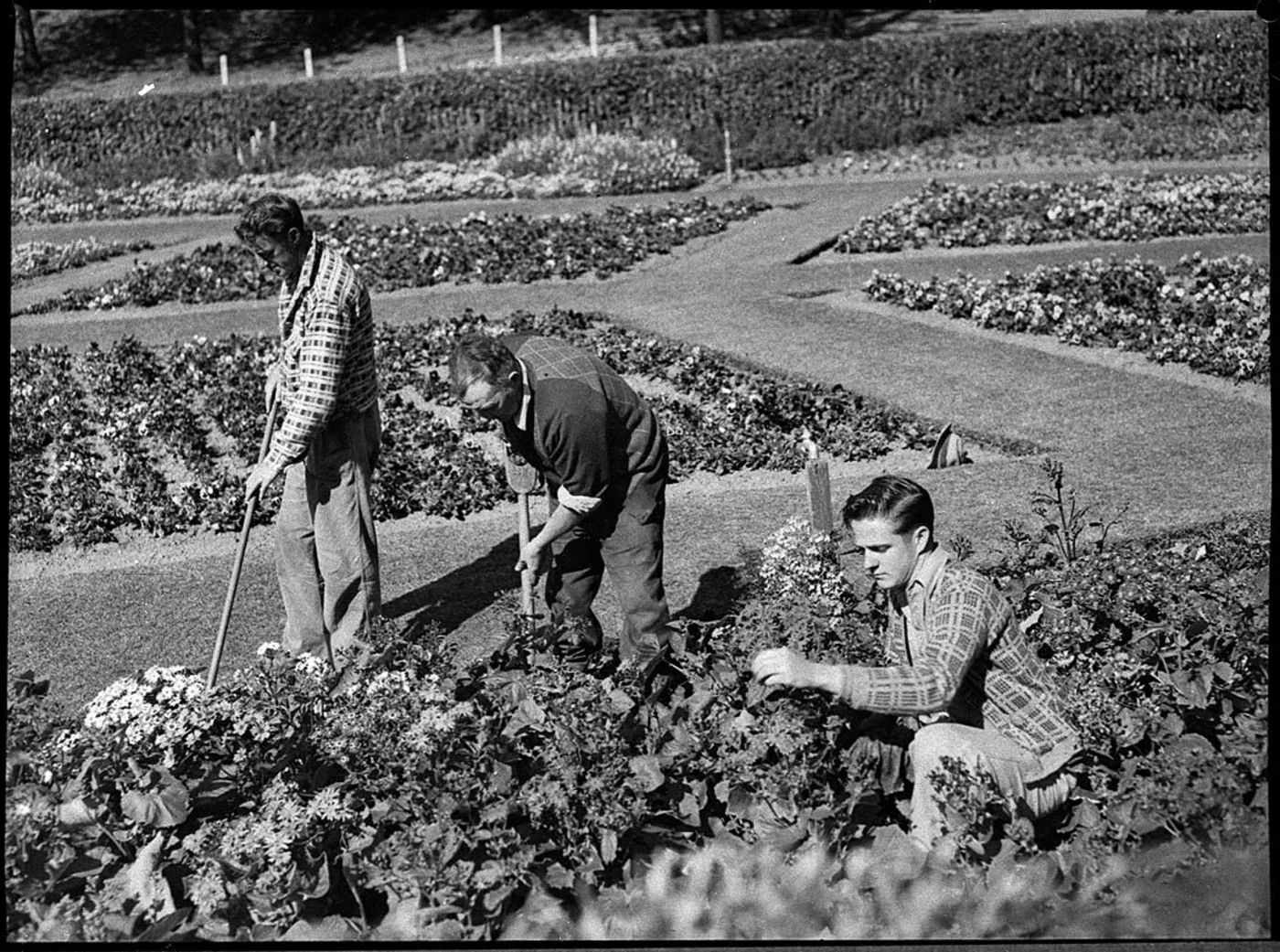 Gardeners planting flower beds at King Edward Park in 1953, photographed by Sam Hood